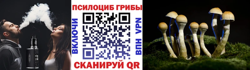 Псилоцибиновые грибы Psilocybine cubensis  Новочебоксарск 
